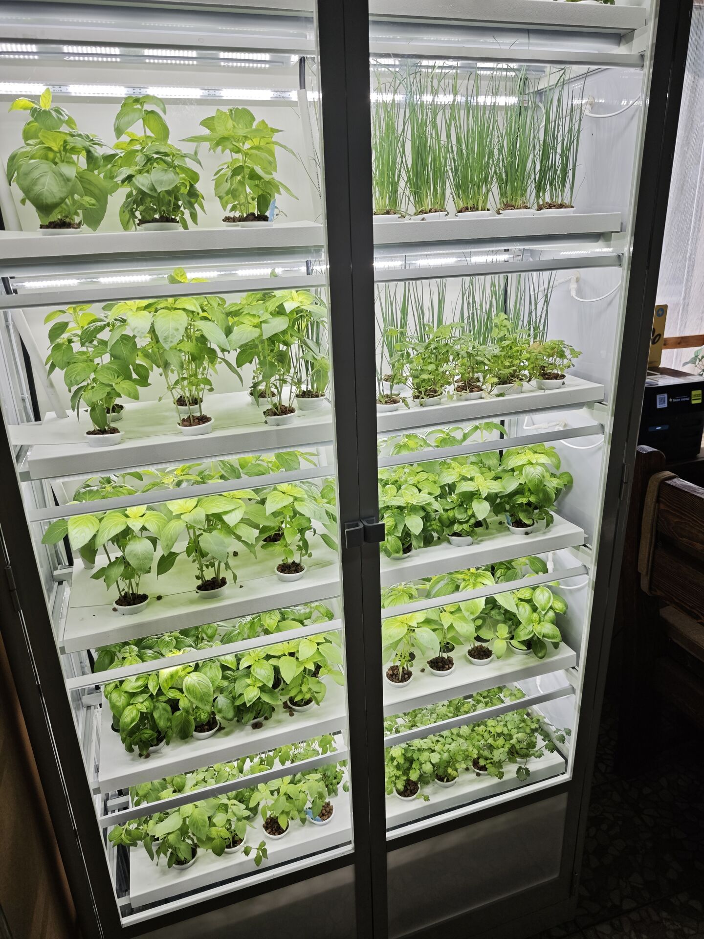 Светлица — изображение 2